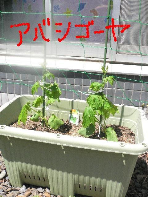 平成25年6月11日(火)