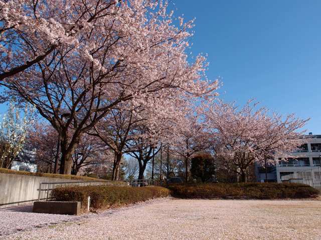 平成25年4月4日(木)