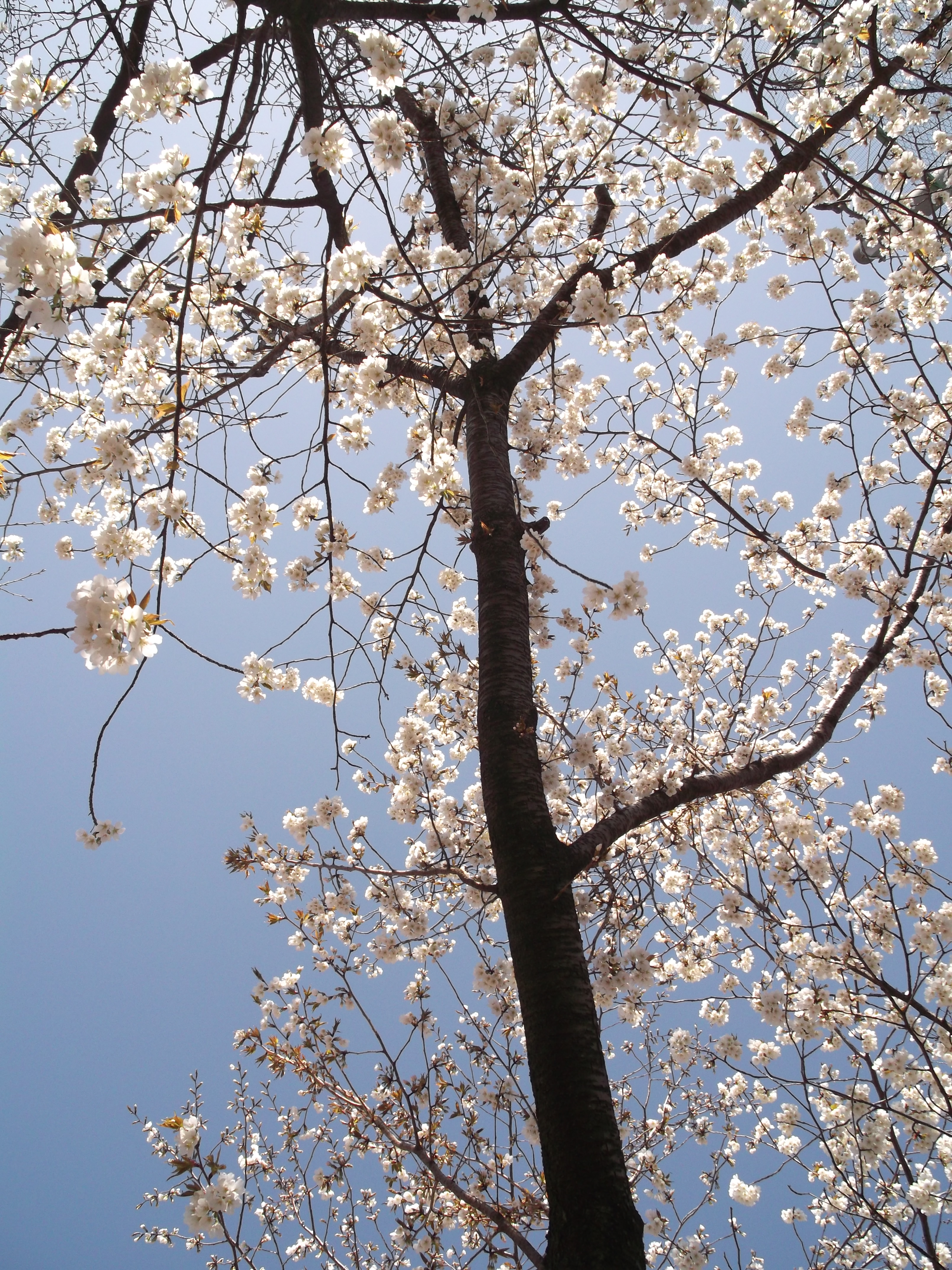 2013年3月27日(水)